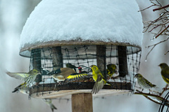 European Goldfinch (Carduelis carduelis)