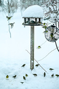 Eurasian Siskin (Spinus spinus)