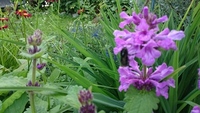 Bumble-bee (Bombus)