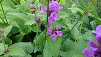 Bumble-bee (Bombus)