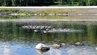 Barnacle Goose (Branta leucopsis)