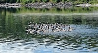 Barnacle Goose (Branta leucopsis)