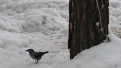 Nutcracker (Nucifraga caryocatactes)