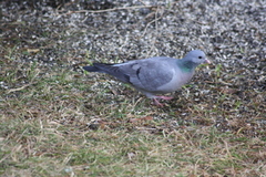 Stock Pigeon (Columba oenas)