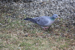 Skogdue (Columba oenas)