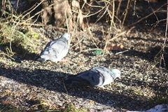 Skogdue (Columba oenas)