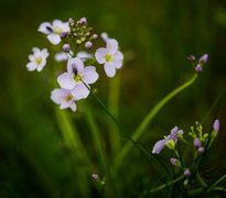 Cuckooflower (Cardamine pratensis)