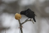 Svarttrost (Turdus merula)