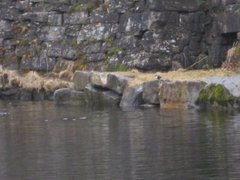Dipper (Cinclus cinclus)