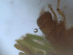 Vårfluelarver m/ hus (Trichoptera Samlegruppe)