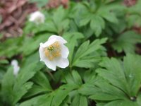 Hvitveis (Anemone nemorosa)