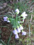 Engkarse (Cardamine pratensis)