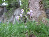 Engkarse (Cardamine pratensis)