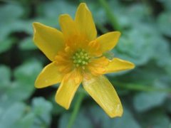 Vårkål (Ranunculus ficaria)