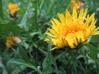 Løvetannslekta (Taraxacum)