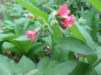 Rød lungeurt (Pulmonaria rubra)