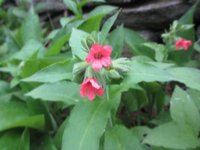 Rød lungeurt (Pulmonaria rubra)