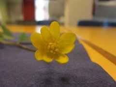 Lesser Celandine (Ranunculus ficaria)