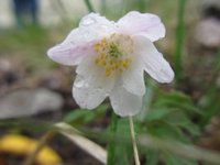 Hvitveis (Anemone nemorosa)