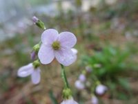 Engkarse (Cardamine pratensis)