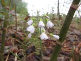 Engkarse (Cardamine pratensis)