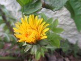 Løvetannslekta (Taraxacum)