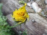 Løvetannslekta (Taraxacum)