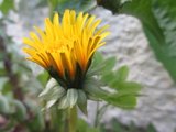 Løvetannslekta (Taraxacum)