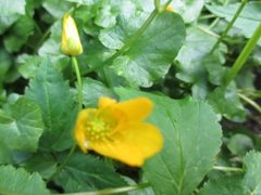 Lesser Celandine (Ranunculus ficaria)