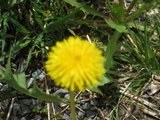 Løvetannslekta (Taraxacum)