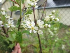 Hegg (Prunus padus)