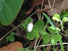 Gjøkesyre (Oxalis acetosella)