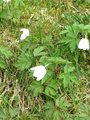 Hvitveis (Anemone nemorosa)