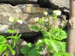 Markjordbær (Fragaria vesca)