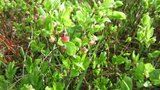 Blåbær (Vaccinium myrtillus)