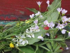 Cuckooflower (Cardamine pratensis)