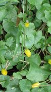 Vårkål (Ranunculus ficaria)