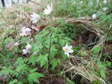 Hvitveis (Anemone nemorosa)