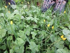 Lesser Celandine (Ranunculus ficaria)