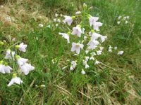 Engkarse (Cardamine pratensis)