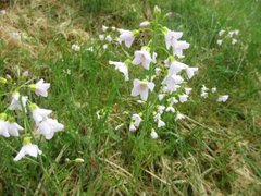 Cuckooflower (Cardamine pratensis)