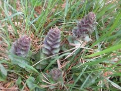 Jonsokkoll (Ajuga pyramidalis)