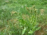 Engsyre (Rumex acetosa)