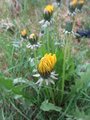 Løvetannslekta (Taraxacum)