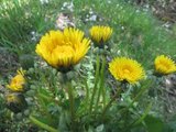 Løvetannslekta (Taraxacum)