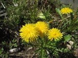 Løvetannslekta (Taraxacum)