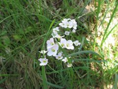 Cuckooflower (Cardamine pratensis)