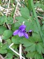 Skogfiol (Viola riviniana)