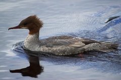 Laksand (Mergus merganser)