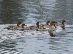 Goosander (Mergus merganser)